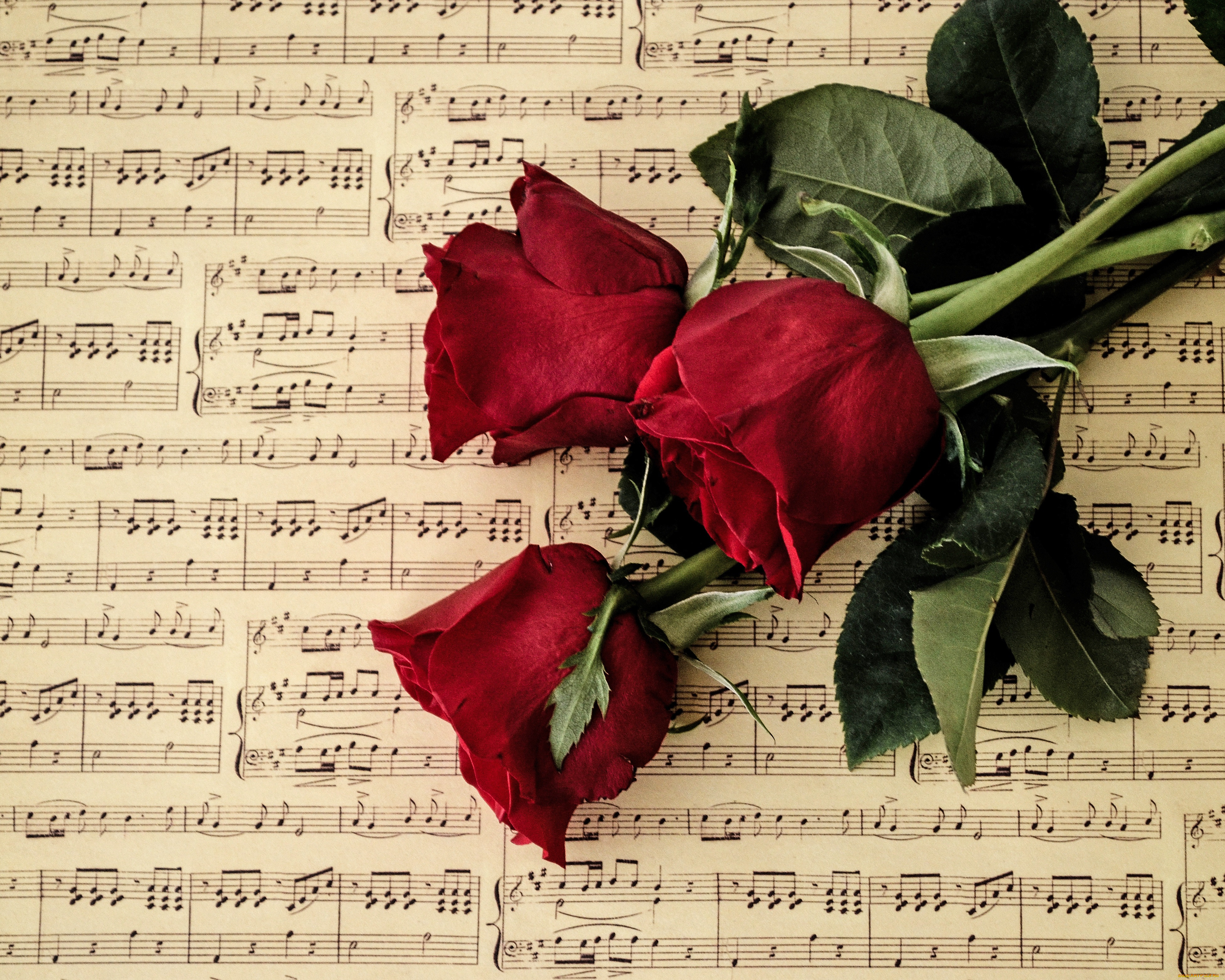 Музыка любовь современная. Цветы для музыканта. Ноты и цветы. Букет цветов и нотки. Розы и Ноты.